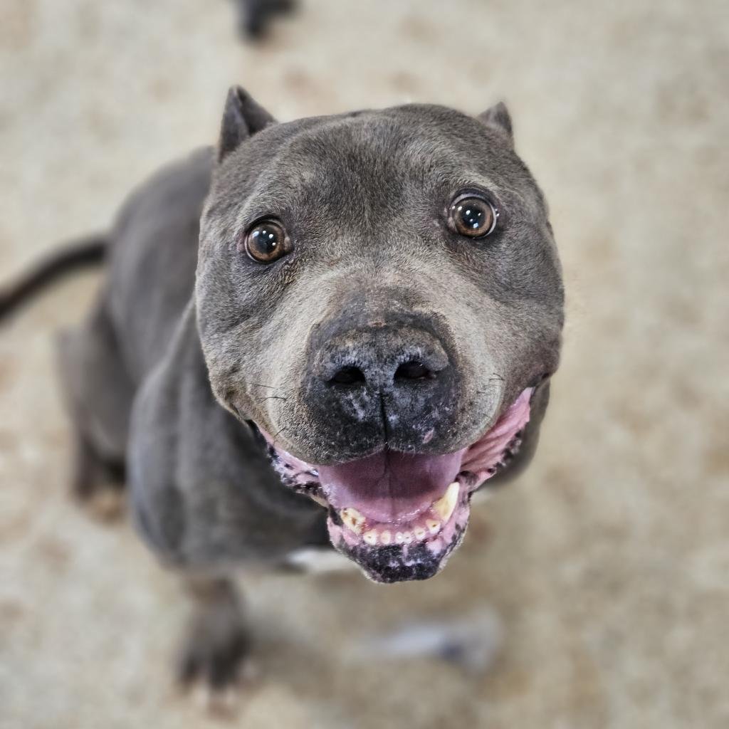 adoptable Dog in Kanab, UT named Stallone