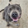 adoptable Dog in  named Stallone