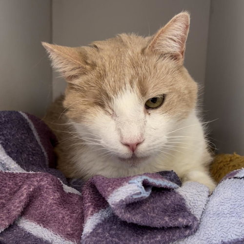 Uno, an adoptable Domestic Short Hair in Kanab, UT