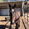 adoptable Horse in kanab, UT named Reno