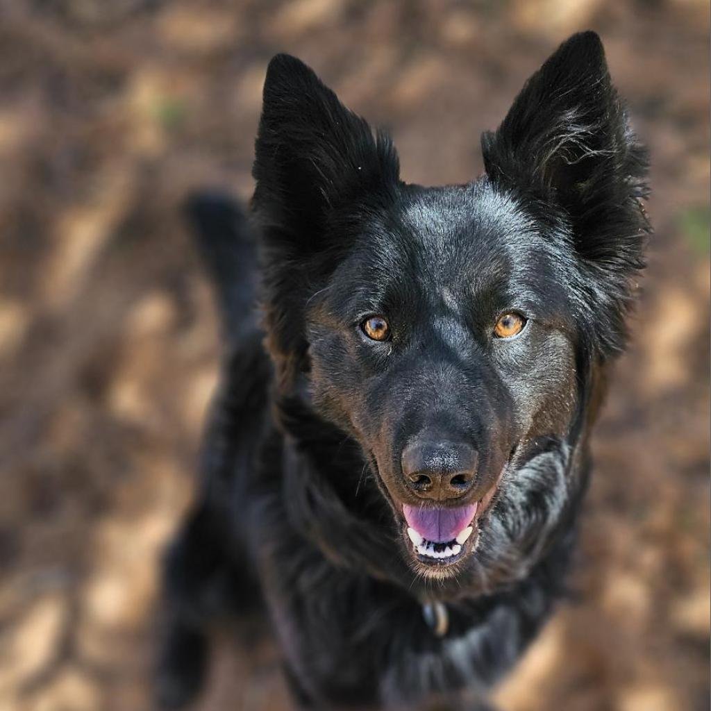 adoptable Dog in Kanab, UT named Kokusen