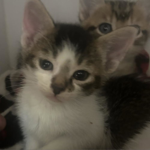 Dutchess, Young Domestic Short Hair, cat for adoption in Kanab, Utah