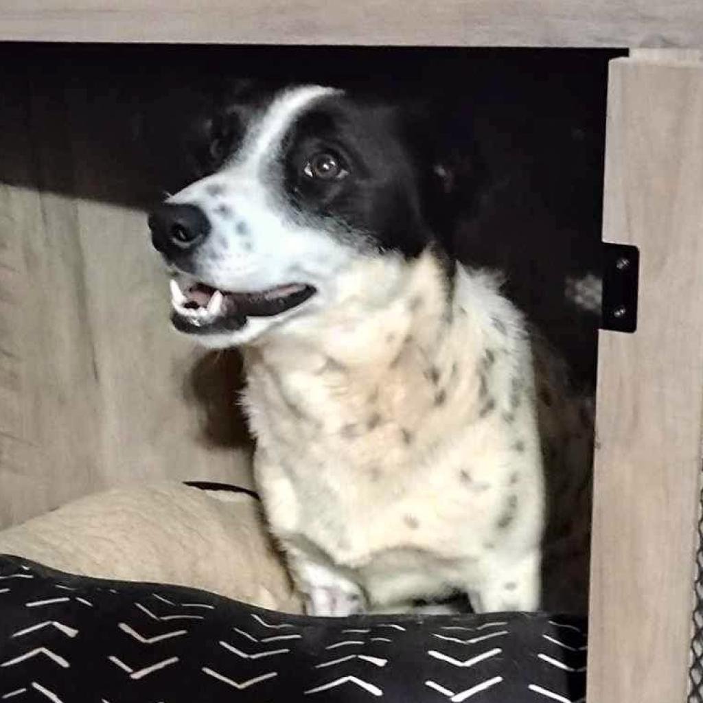 adoptable Dog in Kanab, UT named Juliana
