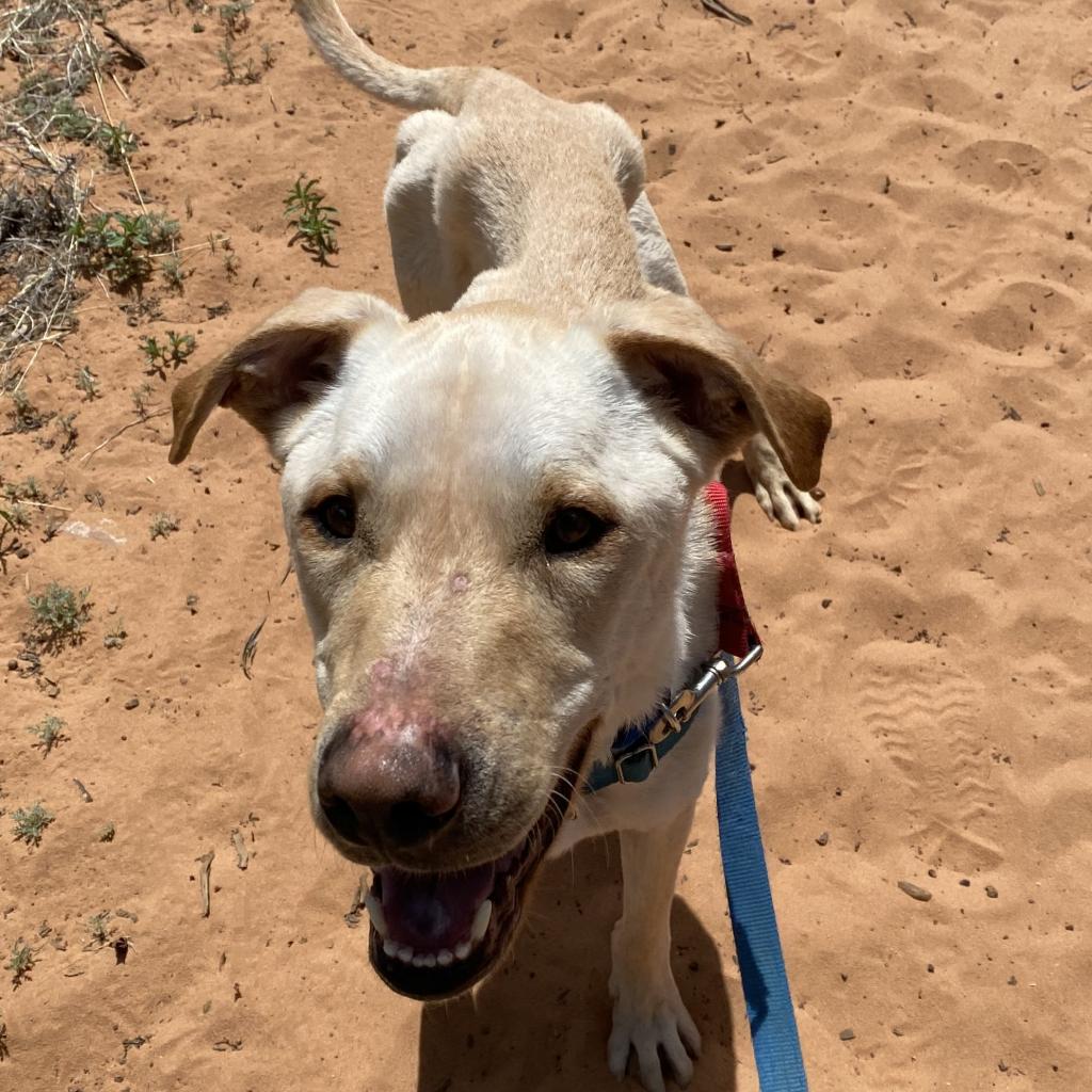 adoptable Dog in Kanab, UT named Baja Blast