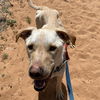 adoptable Dog in kanab, UT named Baja Blast