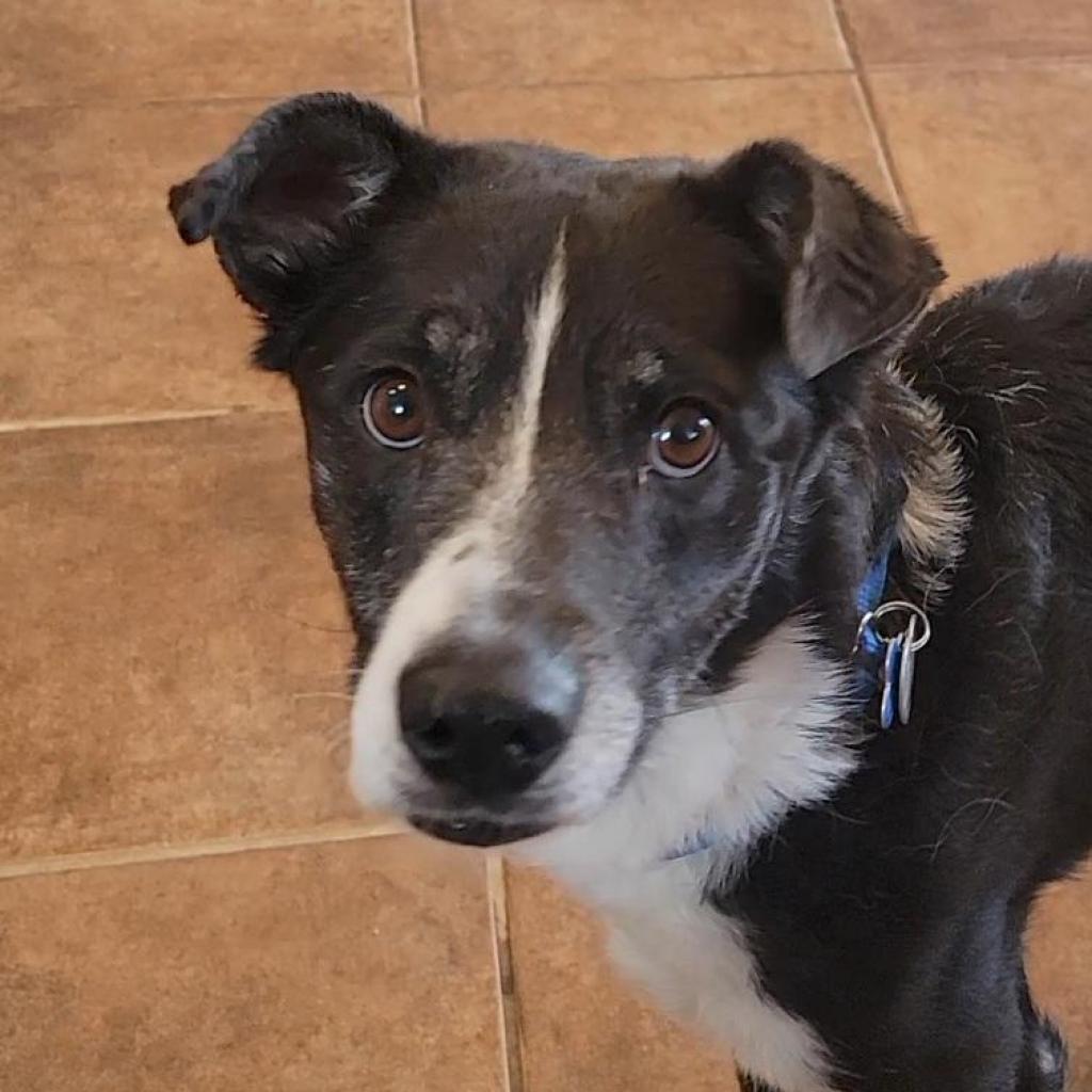 adoptable Dog in Kanab, UT named Dew Garita