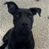 adoptable Dog in  named Code Red