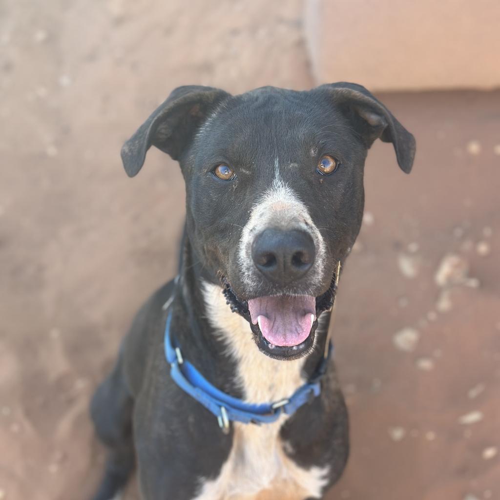 adoptable Dog in Kanab, UT named Melon