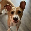 adoptable Dog in , UT named Berry Monsoon