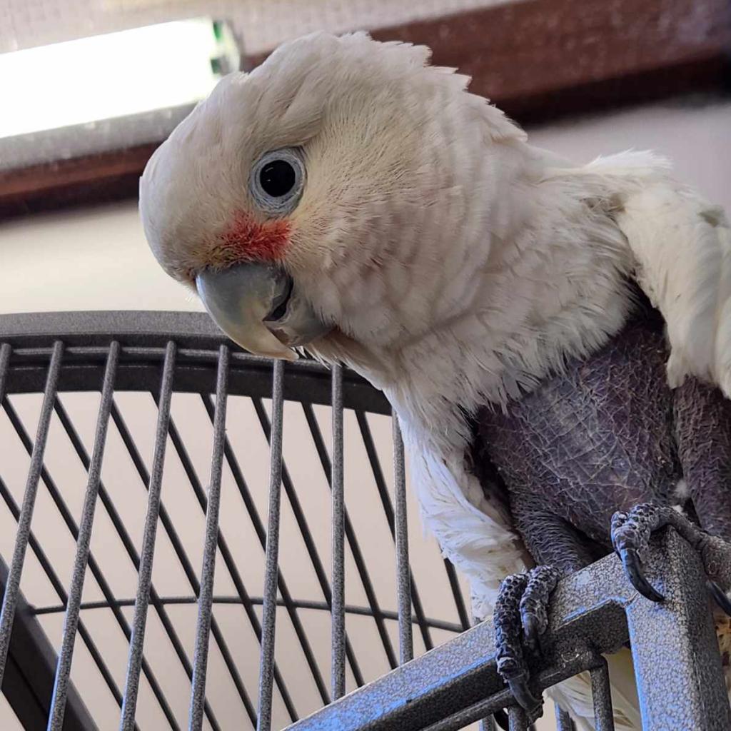 adoptable Bird in Kanab, UT named Solomon