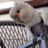 adoptable Bird in  named Solomon