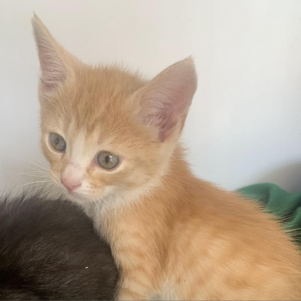 adoptable Cat in Kanab, UT named Elmo