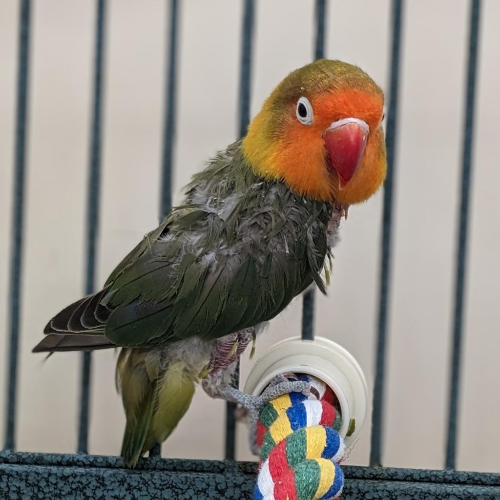 adoptable Bird in Kanab, UT named Benny