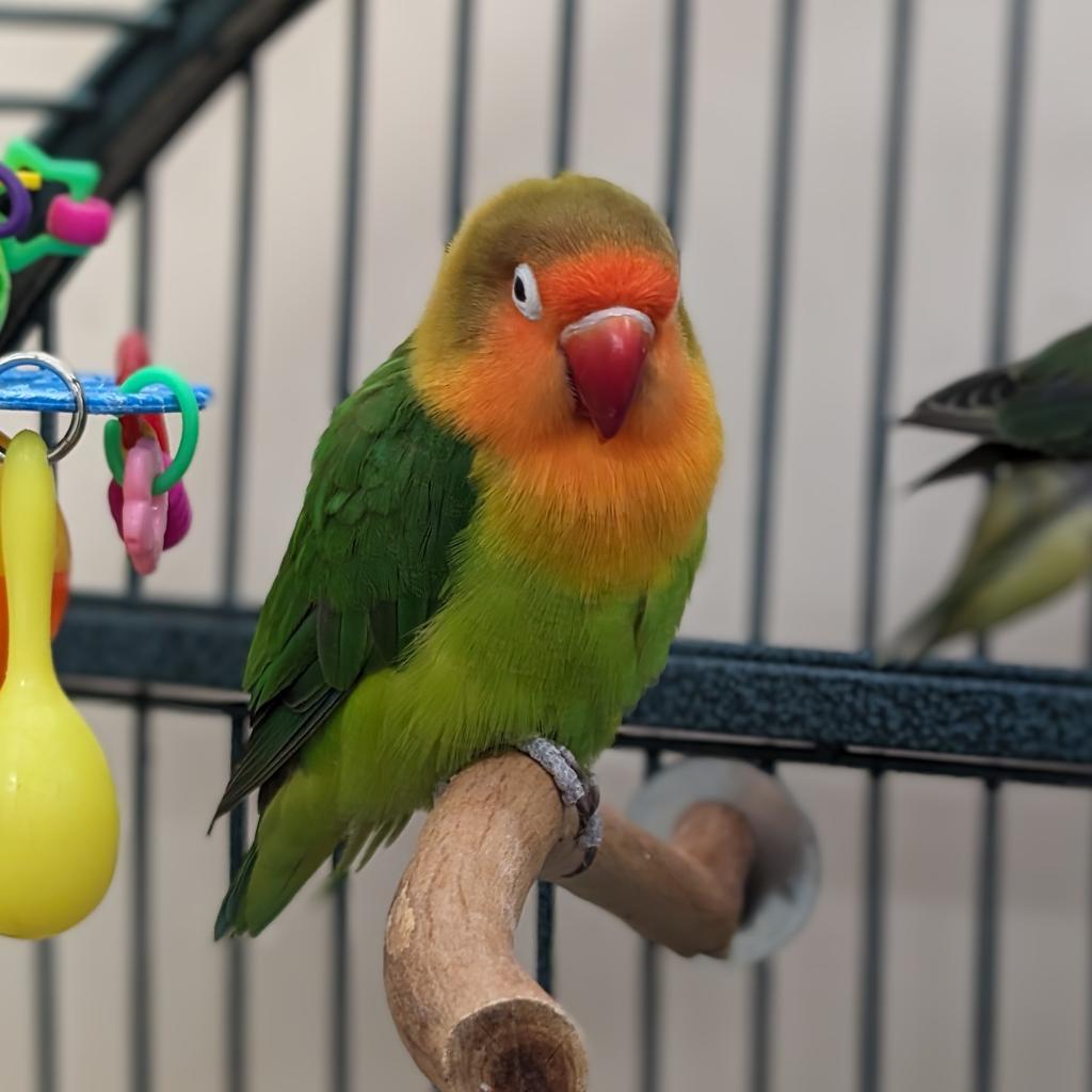 adoptable Bird in Kanab, UT named June