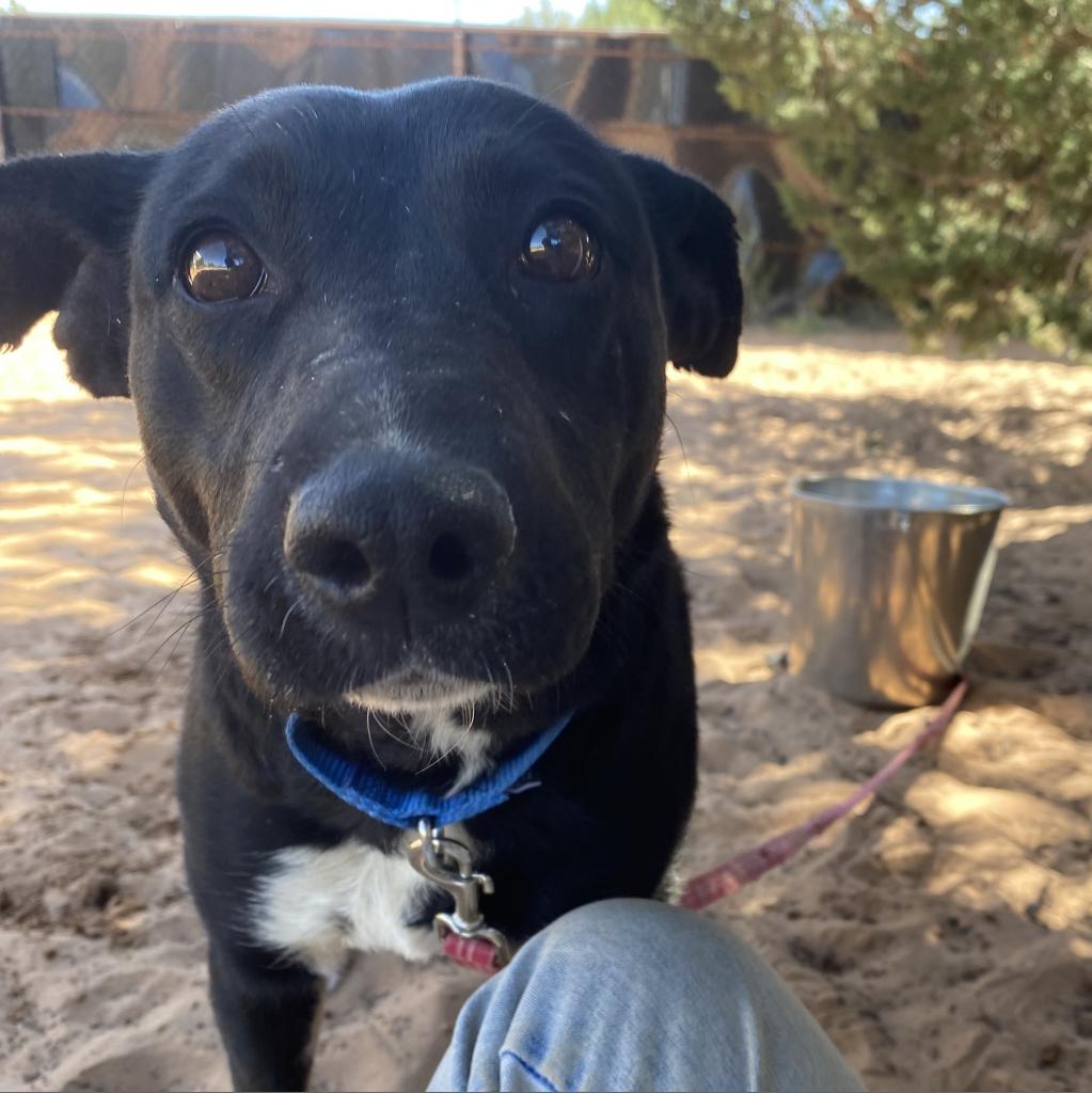 adoptable Dog in Kanab, UT named Bixie