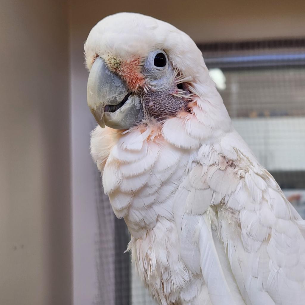 adoptable Bird in Kanab, UT named Cupid