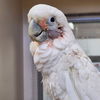 adoptable Bird in  named Cupid