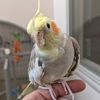 adoptable Bird in  named Blondie