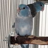 adoptable Bird in , UT named Achilles