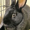 adoptable Rabbit in  named Rhysand