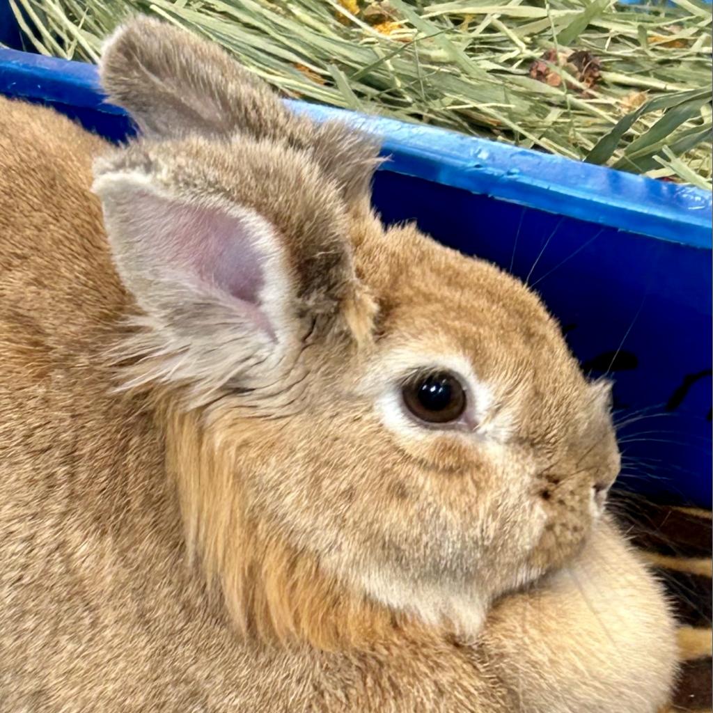 adoptable Rabbit in Kanab, UT named Vivien