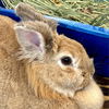 adoptable Rabbit in  named Vivien