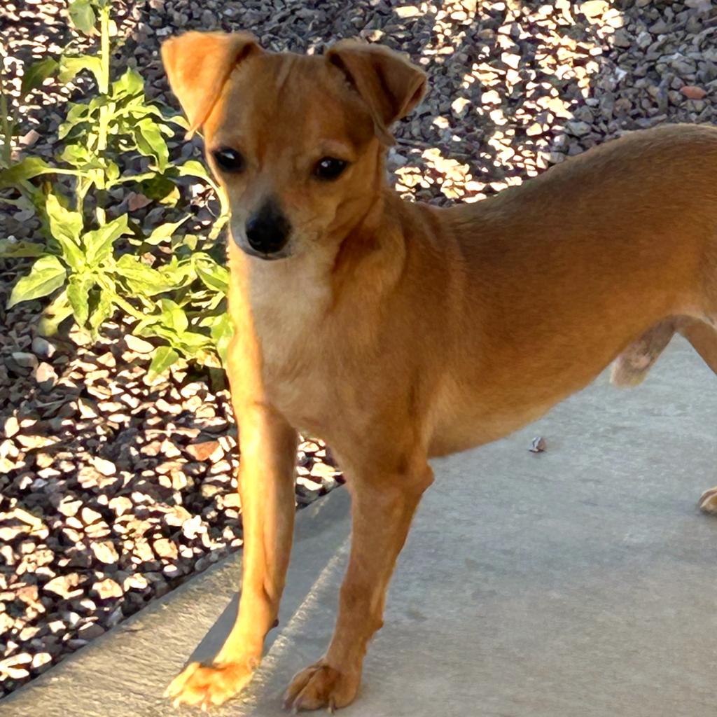 adoptable Dog in Kanab, UT named Agave