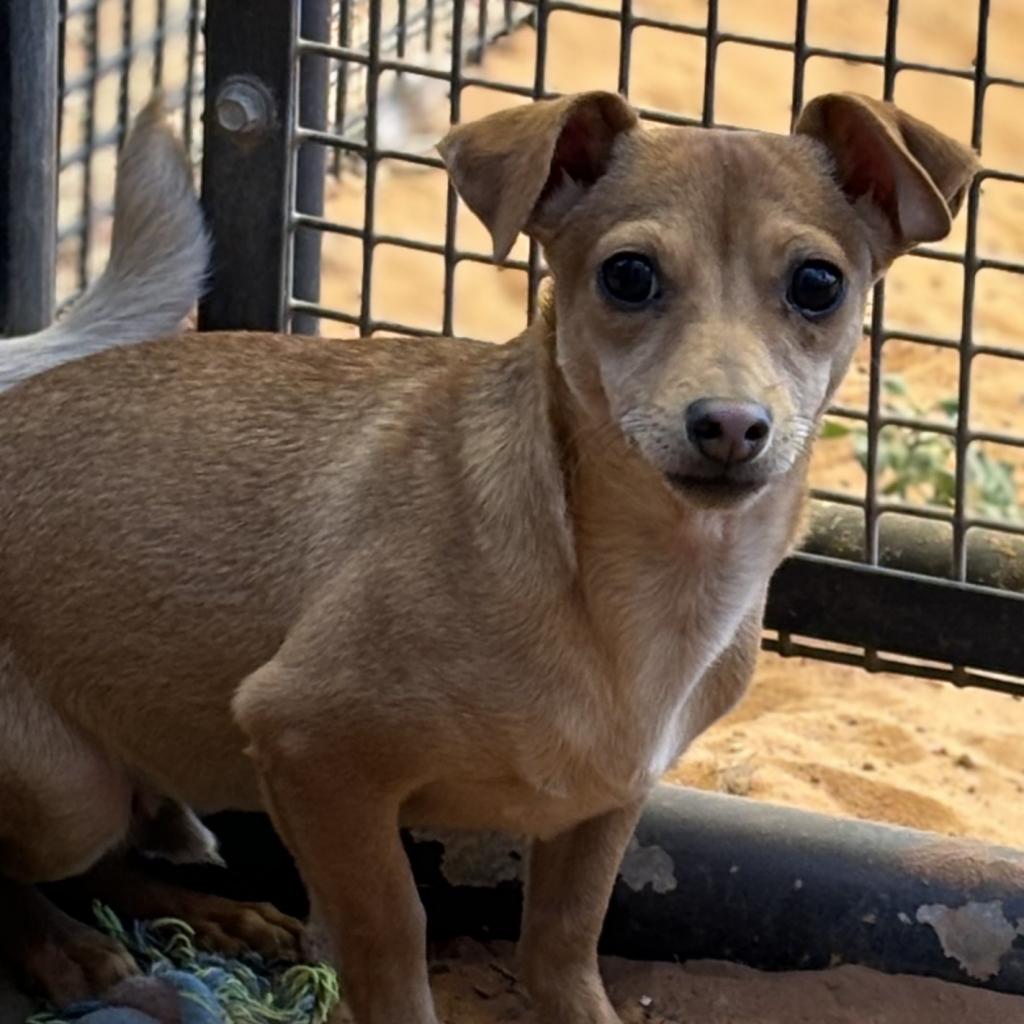 adoptable Dog in Kanab, UT named Monarch