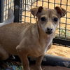 adoptable Dog in kanab, UT named Monarch