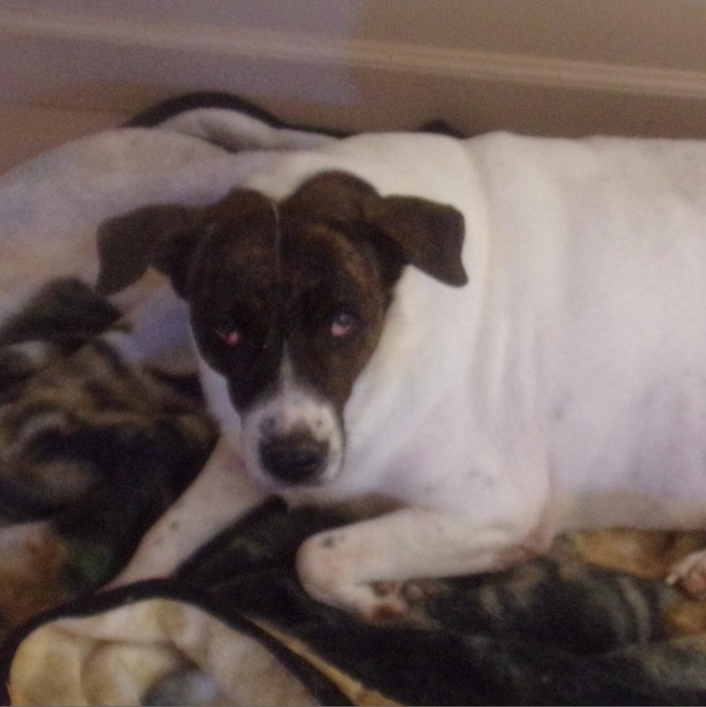 adoptable Dog in Kanab, UT named Dolphina