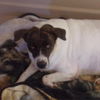 adoptable Dog in  named Dolphina