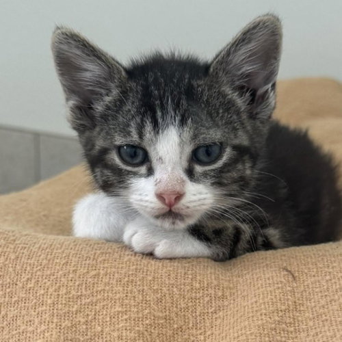 Rudder, Baby Domestic Short Hair, cat for adoption in Kanab, Utah