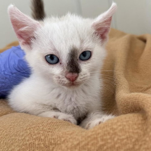Glider, Young Domestic Short Hair / Siamese / Mixed, cat for adoption in Kanab, Utah