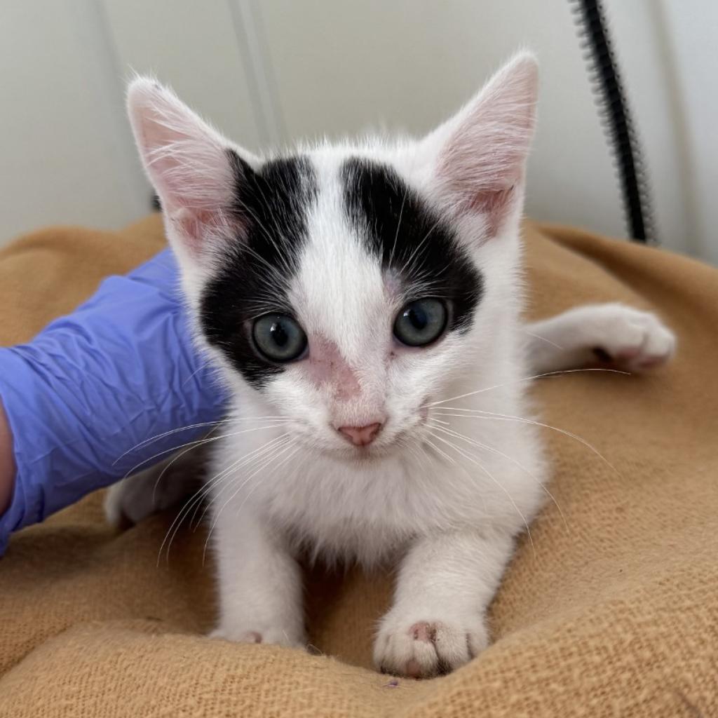 adoptable Cat in Kanab, UT named Tomahawk