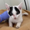 adoptable Cat in , UT named Tomahawk