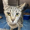 adoptable Cat in , UT named Patsy