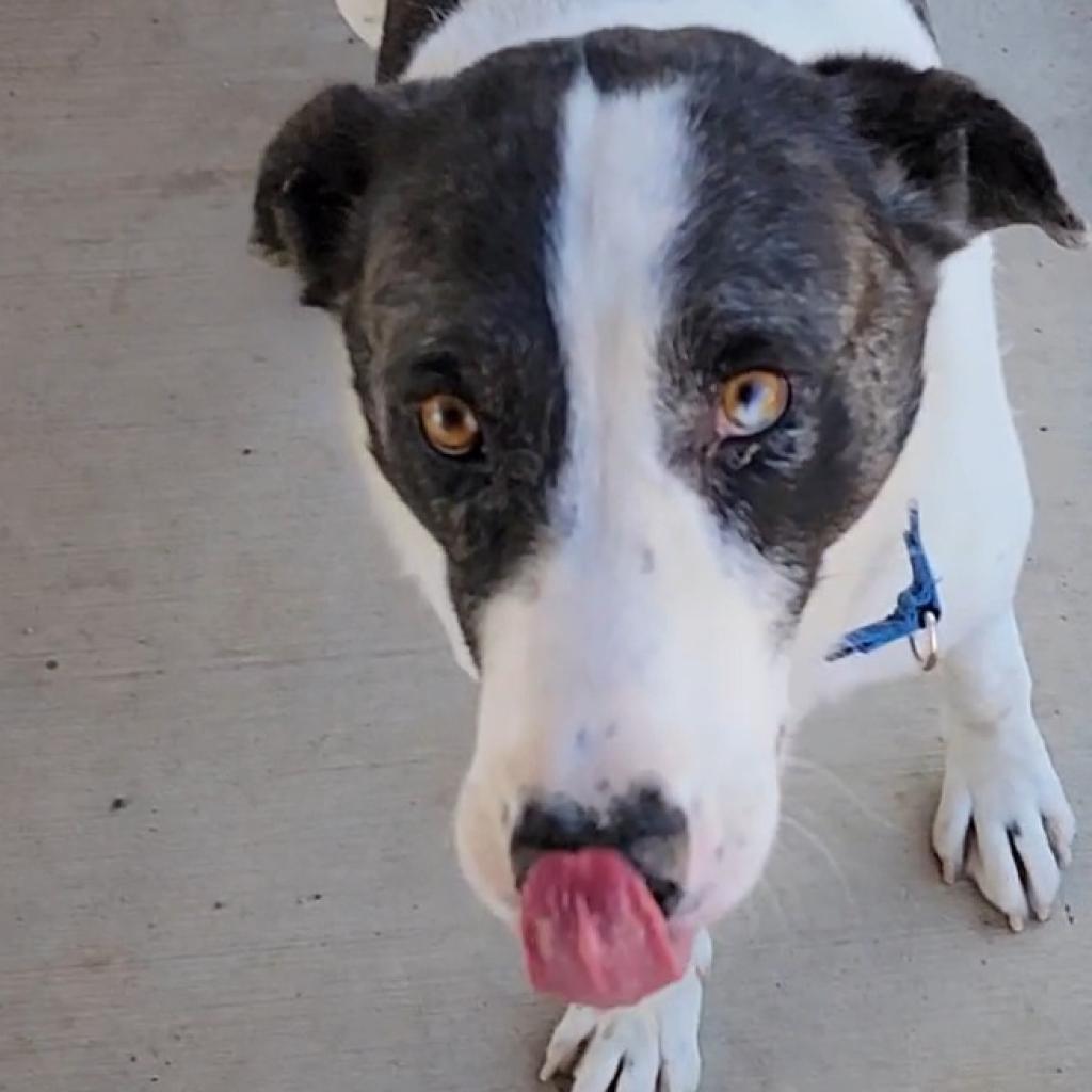 adoptable Dog in Kanab, UT named Therman