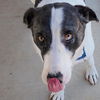 adoptable Dog in , UT named Therman