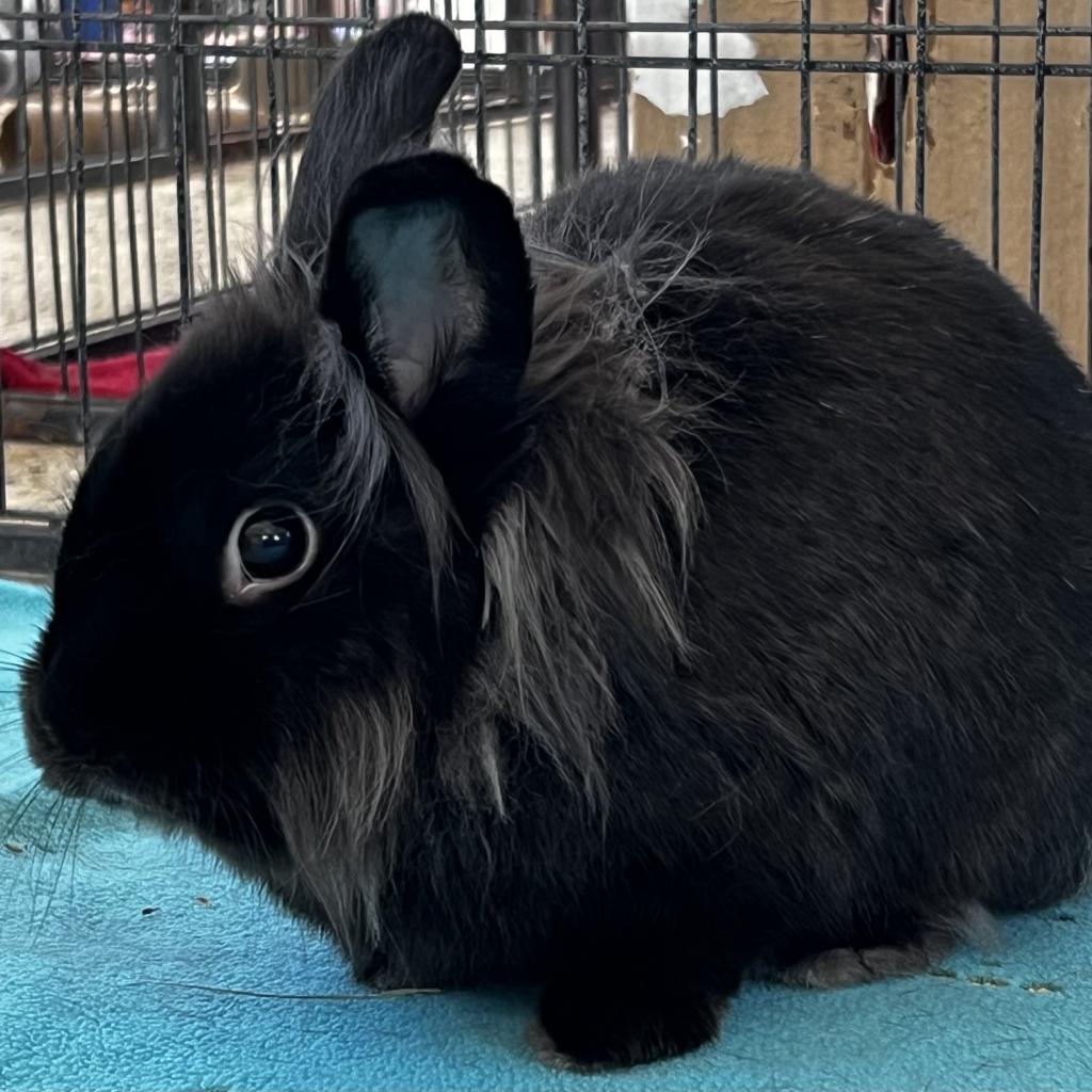 adoptable Rabbit in Kanab, UT named Sunny