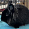 adoptable Rabbit in  named Sunny