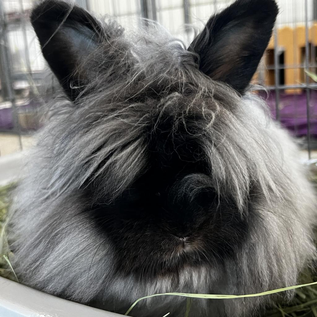 adoptable Rabbit in Kanab, UT named Lemon