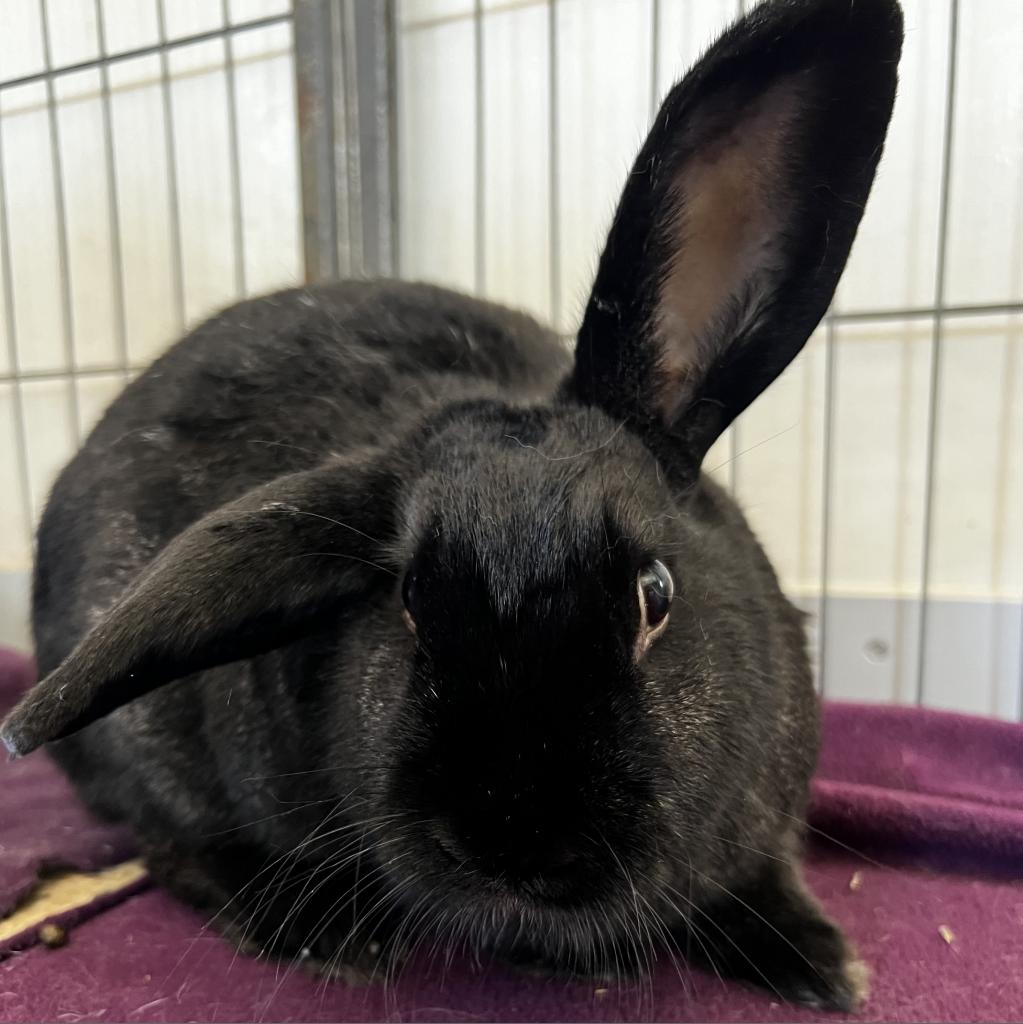 adoptable Rabbit in Kanab, UT named Lady Bunny