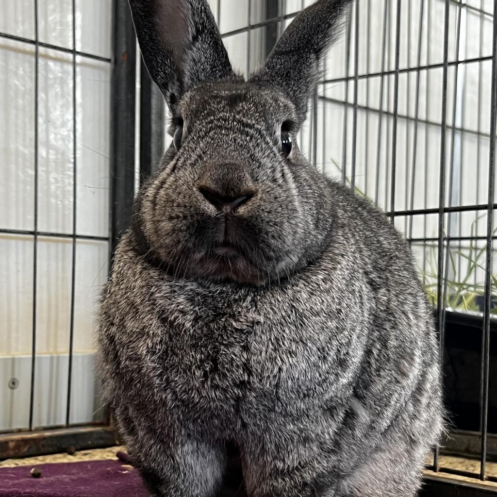 adoptable Rabbit in Kanab, UT named Remington