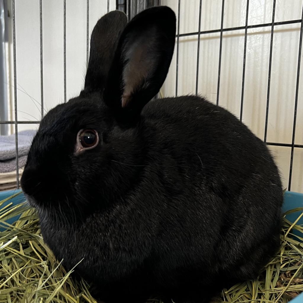 adoptable Rabbit in Kanab, UT named Delilah