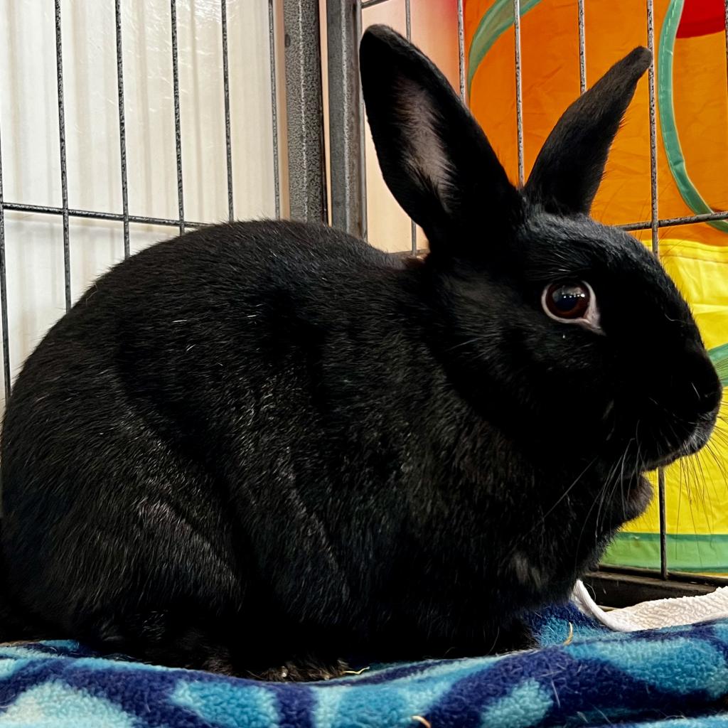 adoptable Rabbit in Kanab, UT named Roper