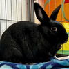 adoptable Rabbit in  named Roper