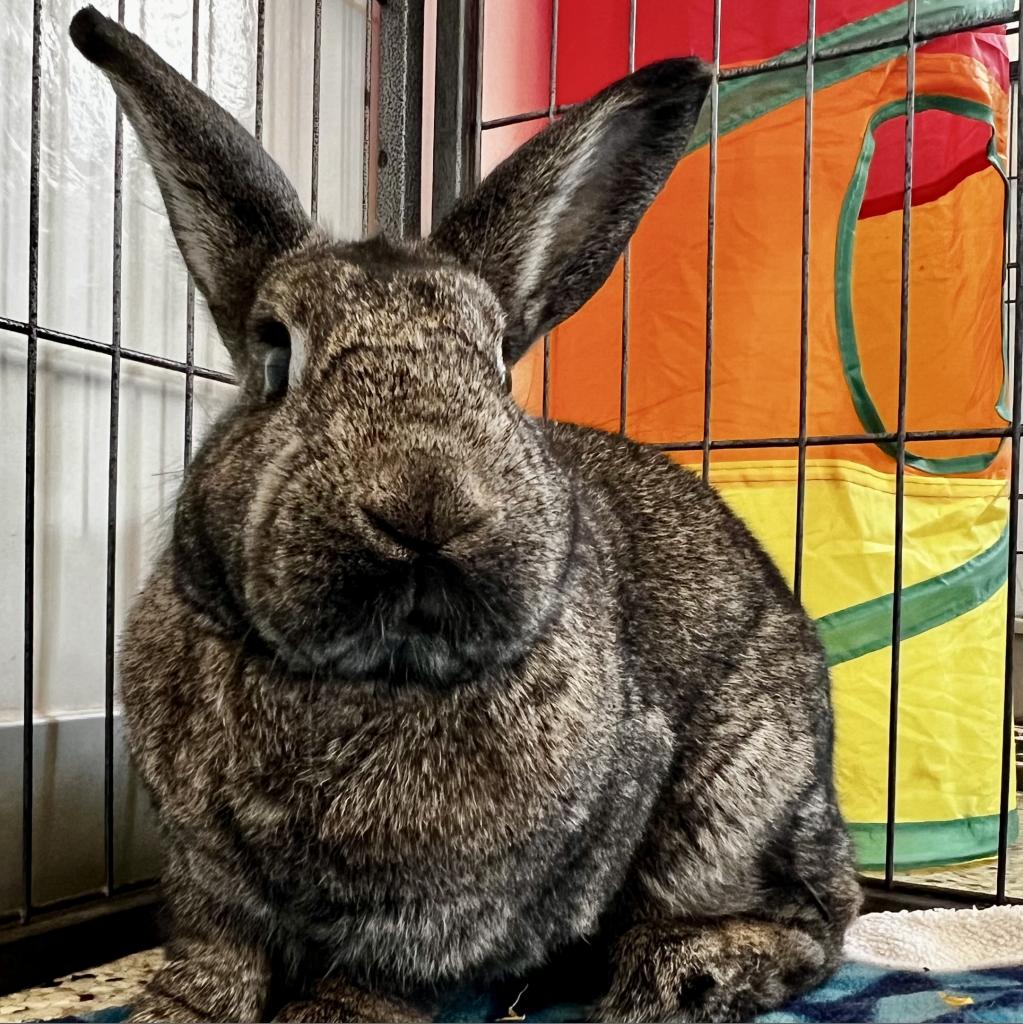 adoptable Rabbit in Kanab, UT named Dusty