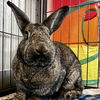 adoptable Rabbit in  named Dusty