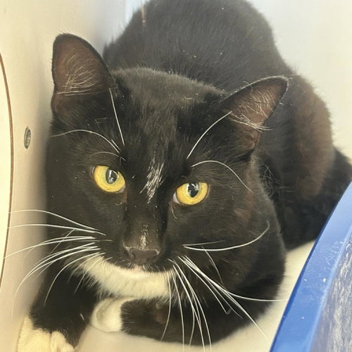 Perkins, Young Domestic Short Hair, cat for adoption in Kanab, Utah