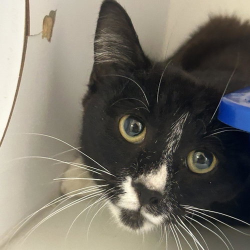 Chipotle, Young Domestic Short Hair, cat for adoption in Kanab, Utah